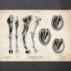 Pferdebeine und Hufe Anatomie | Codex Anatomicus Fashion