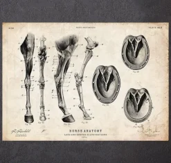 Pferdebeine und Hufe Anatomie | Codex Anatomicus Fashion