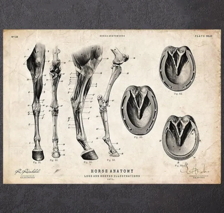 Pferdebeine und Hufe Anatomie | Codex Anatomicus Fashion