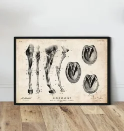 Pferdebeine und Hufe Anatomie | Codex Anatomicus Fashion