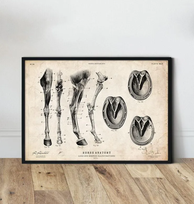Pferdebeine und Hufe Anatomie | Codex Anatomicus Fashion