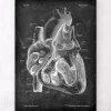 Präparierte Herz Anatomie II - Chalkboard | Codex Anatomicus Outlet
