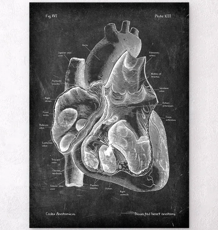 Präparierte Herz Anatomie II - Chalkboard | Codex Anatomicus Outlet