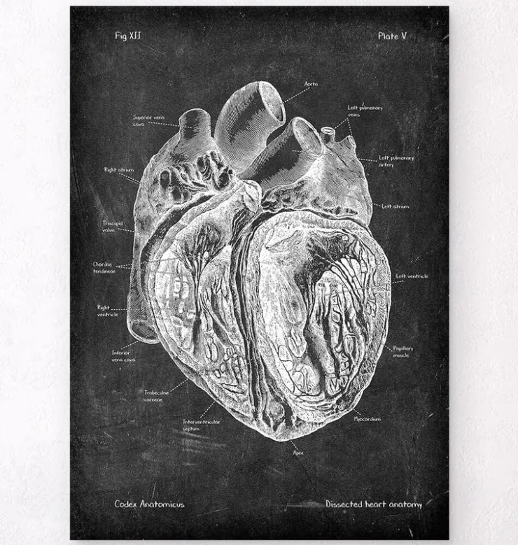 Präparierte Herz Anatomie - Chalkboard | Codex Anatomicus Discount