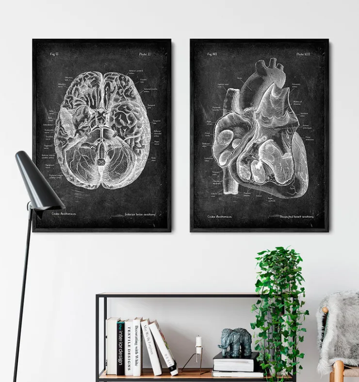 Präparierte Herz Anatomie II - Chalkboard | Codex Anatomicus Outlet