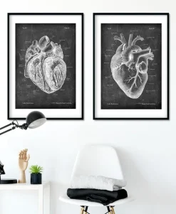 Präparierte Herz Anatomie - Chalkboard | Codex Anatomicus Discount