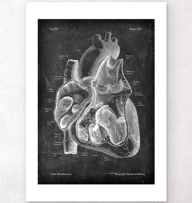 Präparierte Herz Anatomie II - Chalkboard | Codex Anatomicus Outlet