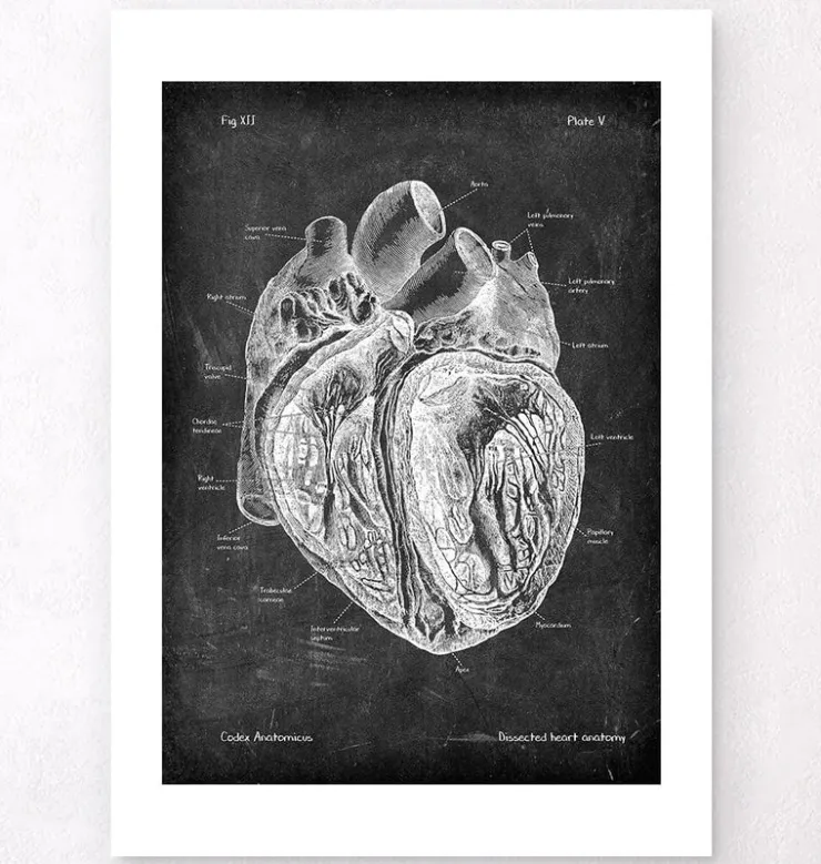 Präparierte Herz Anatomie - Chalkboard | Codex Anatomicus Discount