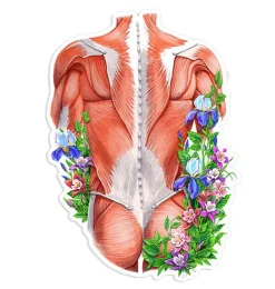 Rücken Anatomie Aufkleber - Floral | Codex Anatomicus New