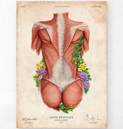 Rücken Anatomie II - Floral - Vintage | Codex Anatomicus Best