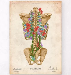 Rückenskelett Anatomie II - Floral - Vintage | Codex Anatomicus Clearance