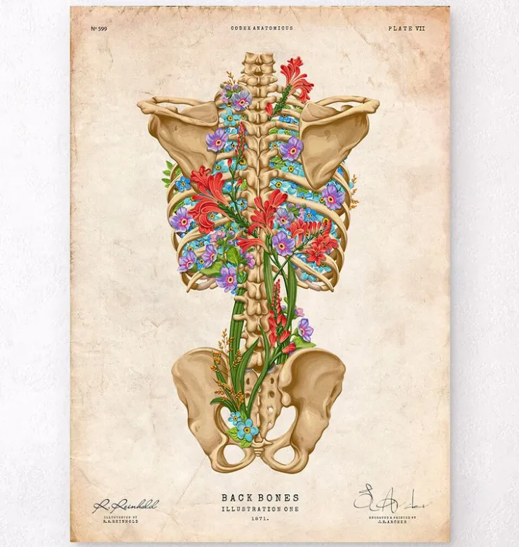 Rückenskelett Anatomie II - Floral - Vintage | Codex Anatomicus Clearance