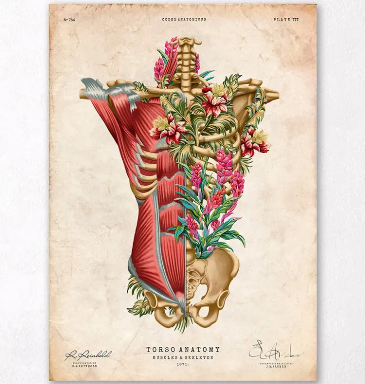 Rumpfmuskulatur und Knochen - Floral - Vintage | Codex Anatomicus Hot