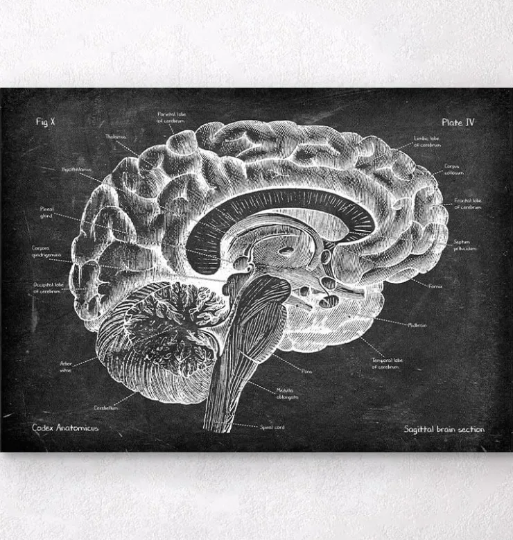 Sagittale Gehirn Anatomie - Chalkboard | Codex Anatomicus Clearance