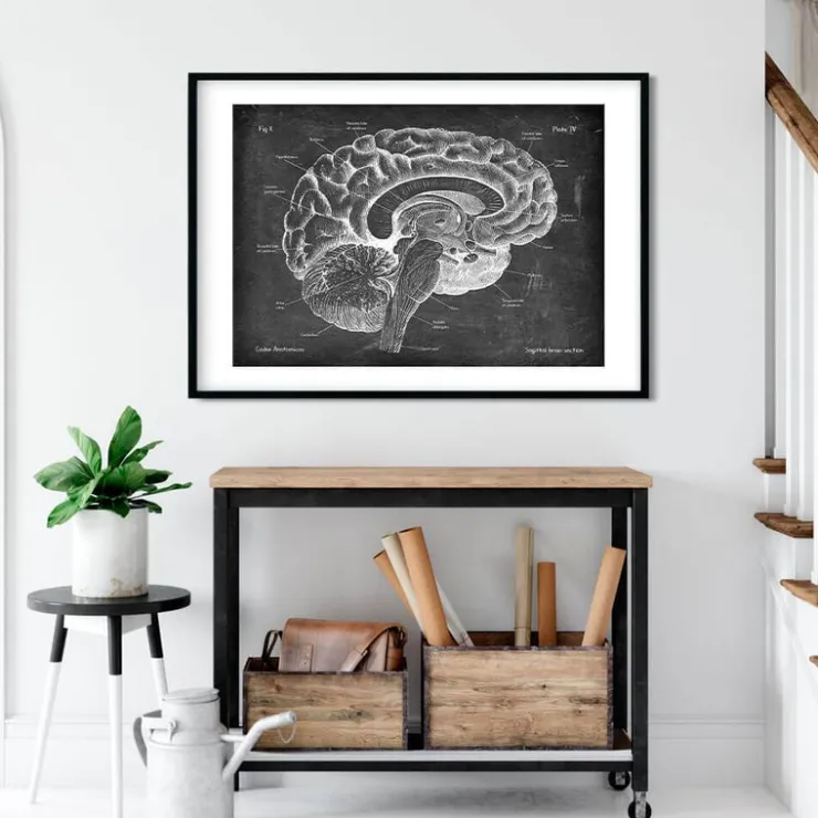 Sagittale Gehirn Anatomie - Chalkboard | Codex Anatomicus Clearance