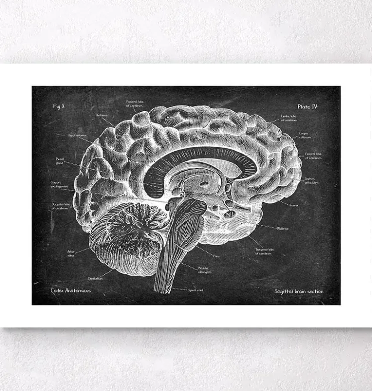 Sagittale Gehirn Anatomie - Chalkboard | Codex Anatomicus Clearance