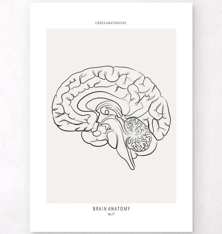 Sagittales Gehirn - Line-Art | Codex Anatomicus Best