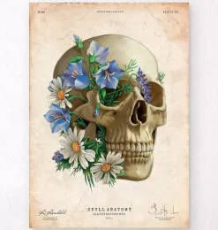 Schädel Anatomie - Floral - Altes Papier | Codex Anatomicus Discount