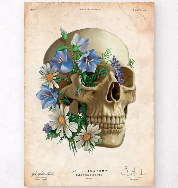 Schädel Anatomie - Floral - Altes Papier | Codex Anatomicus Discount