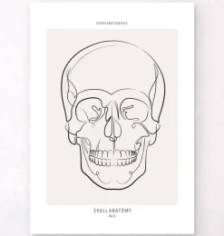 Schädel Anatomie - Line-Art | Codex Anatomicus Hot