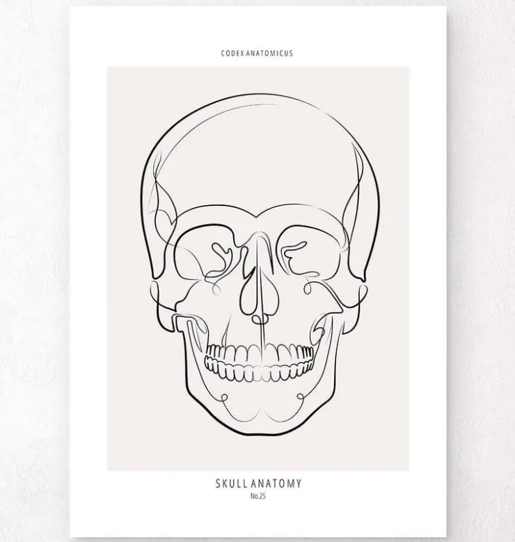 Schädel Anatomie - Line-Art | Codex Anatomicus Hot