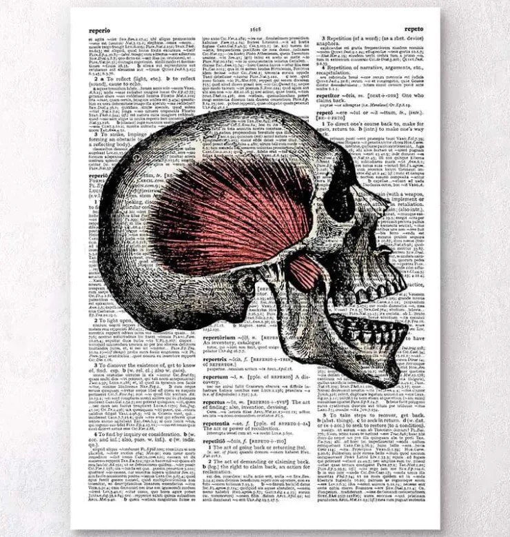 Schädel Anatomie - Wörterbuch | Codex Anatomicus Fashion