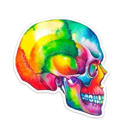 Schädel Anatomie Aufkleber I - Aquarell | Codex Anatomicus Outlet