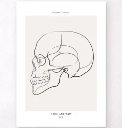 Schädel sagittale Ansicht - Line-Art | Codex Anatomicus Sale