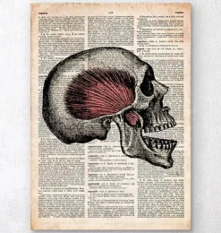 Schädelkunstdruck - Altes Wörterbuch | Codex Anatomicus Hot