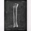 Schienbein und Wadenbein - Chalkboard | Codex Anatomicus Sale
