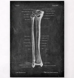 Schienbein und Wadenbein - Chalkboard | Codex Anatomicus Sale