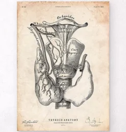 Schilddrüsenanatomie Kunst | Codex Anatomicus Sale