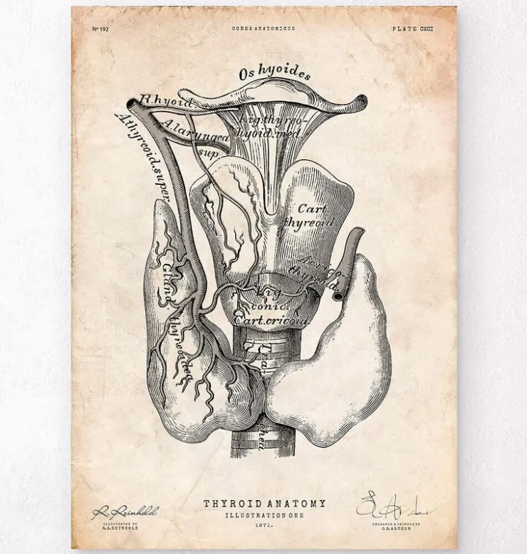Schilddrüsenanatomie Kunst | Codex Anatomicus Sale