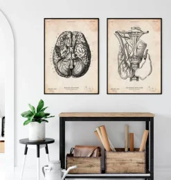 Schilddrüsenanatomie Kunst | Codex Anatomicus Sale
