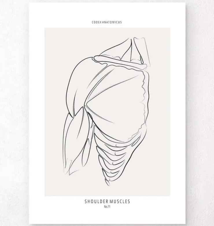 Schulter Anatomie - Line-Art | Codex Anatomicus Outlet