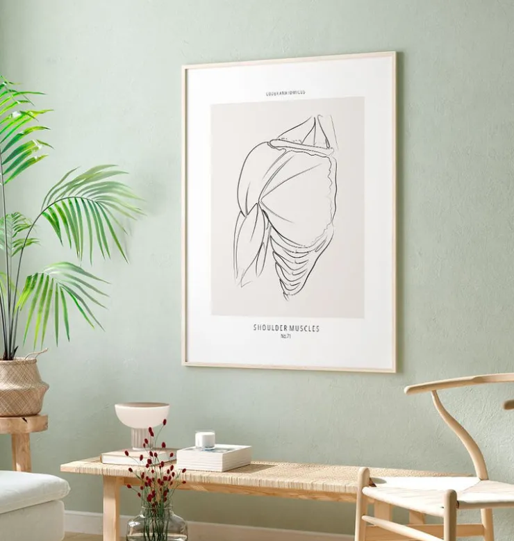 Schulter Anatomie - Line-Art | Codex Anatomicus Outlet