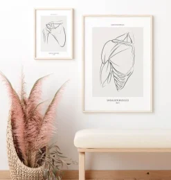 Schulter Anatomie - Line-Art | Codex Anatomicus Outlet