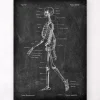 Skelett - Chalkboard | Codex Anatomicus Online
