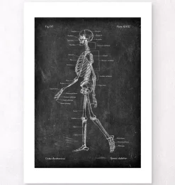 Skelett - Chalkboard | Codex Anatomicus Online