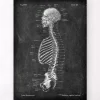 Skelett im Schnitt - Chalkboard | Codex Anatomicus New