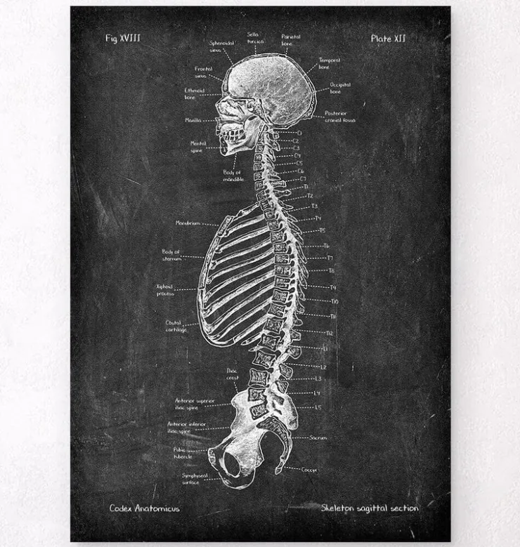 Skelett im Schnitt - Chalkboard | Codex Anatomicus New