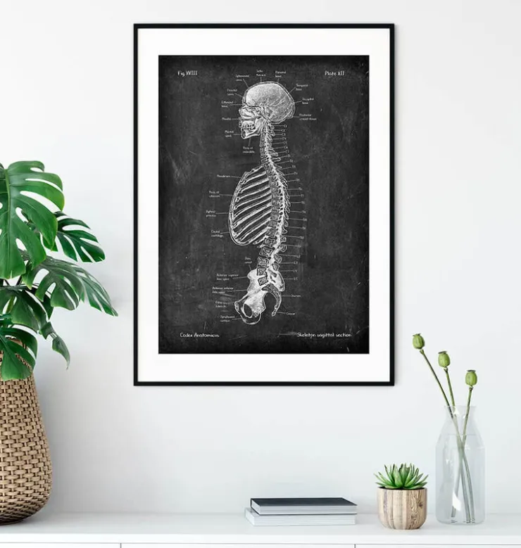 Skelett im Schnitt - Chalkboard | Codex Anatomicus New