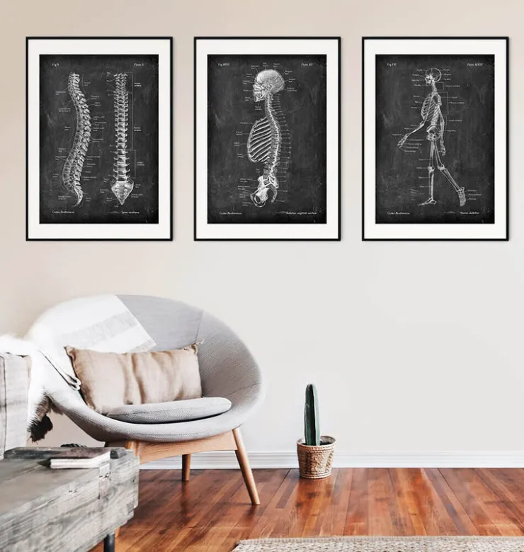 Skelett im Schnitt - Chalkboard | Codex Anatomicus New