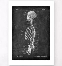 Skelett im Schnitt - Chalkboard | Codex Anatomicus New