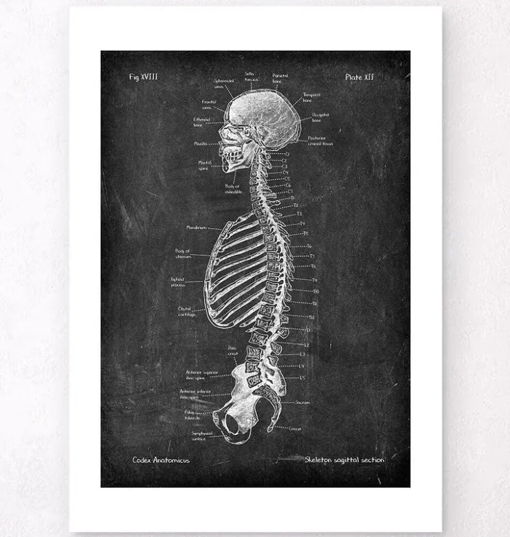 Skelett im Schnitt - Chalkboard | Codex Anatomicus New