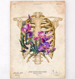 Thorax Anatomie - Floral - Altes Papier | Codex Anatomicus Online