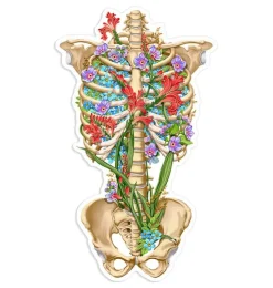 Thorax Anatomie Aufkleber II - Floral | Codex Anatomicus Discount