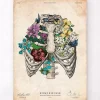 Thorax Kunst - Bunt | Codex Anatomicus Discount