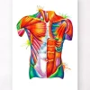 Torso Anatomie - Aquarell | Codex Anatomicus Best