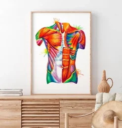 Torso Anatomie - Aquarell | Codex Anatomicus Best